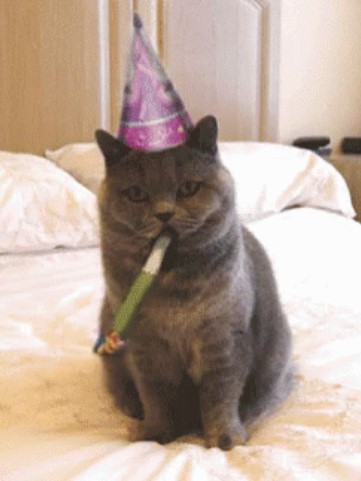 THE CAT THAT CONGRATULATES THE BIRTHDAY